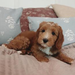 Biscotti - Apricot male Goldendoodle puppy in Atlanta, Georgia from Cedarcrest Goldendoodles