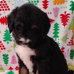 Banana - Tri-color female Bernedoodle puppy in Arabi, Georgia from Huckadoodle Farm