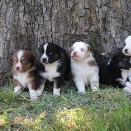 Australian Shepherd Puppies from Westrip Angus & Aussies