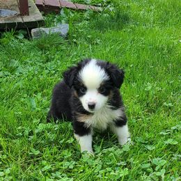 Roy 1 - Black tri Miniature Australian Shepherd puppy in Bethany, Connecticut from Tini Thyme Mini Aussies