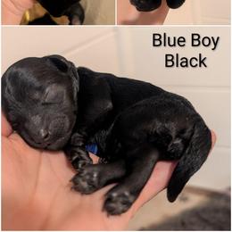 Blue Boy - black - Black male Whoodle puppy in Kalispell, Montana from Countryman Whoodles