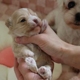 Bailey - Apricot female Maltipoo puppy in Bellevue, Washington from Sweetheart Doodles