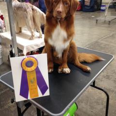 Nova Scotia Duck Tolling Retriever All Grown Up from Melinda Van's Nova Scotia Duck Tolling Retrievers