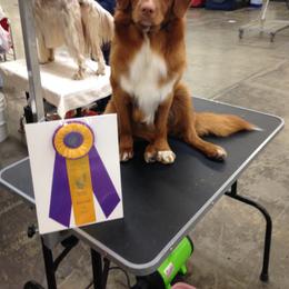 Nova Scotia Duck Tolling Retriever All Grown Up from Melinda Van's Nova Scotia Duck Tolling Retrievers