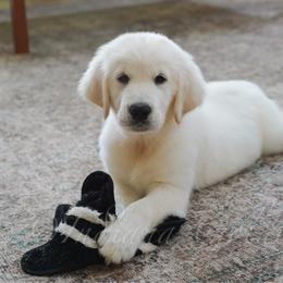 Teddy - Light golden male Golden Retriever puppy in Bedford, Indiana from Indiana Goldens