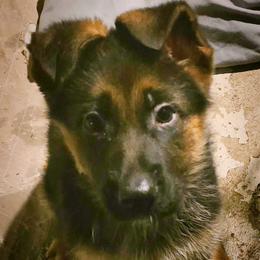 Girl 1 - Black and red female German Shepherd puppy in Roslyn, South Dakota from Viceroy's Kennel LLC