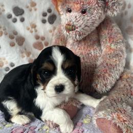 Tess - AKC - Tri-color female Cavalier King Charles Spaniel puppy in Mc Louth, Kansas from Harmony Valley Cavaliers & Havanese