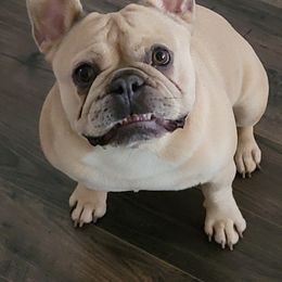 French Bulldogs from Dogwood Farms French Bulldogs