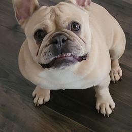 French Bulldogs from Dogwood Farms French Bulldogs