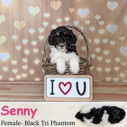 Senny - Phantom female Poodle puppy in Kenyon, Minnesota from Country Breeze Poodles