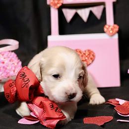 Lady AKC Limited - Cream female Dachshund puppy in Bartlesville, Oklahoma from OkieDokieDox