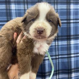 Girl 3 Light blue collar - Panda female German Shepherd puppy in Pelham, North Carolina from P & P Shepherds