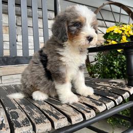 Mike - Blue merle male Bernedoodle puppy in Holtwood, Pennsylvania from Country Ridge Puppies