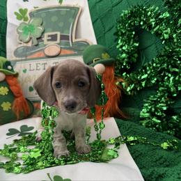 Elsa- Lola - Piebald female Dachshund puppy in Pittsburg, California from Super Hero Dachshunds