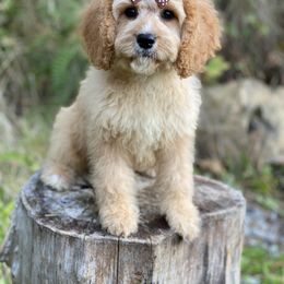 Cavapoo, Maltipoo, and Poodle Puppies from My Sweet Poodles and Doodles