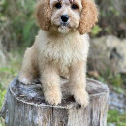 Cavapoo, Maltipoo, and Poodle Puppies from My Sweet Poodles and Doodles