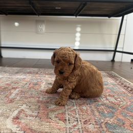 Goldendoodle Puppies from Hygge & Hound by McKenzie