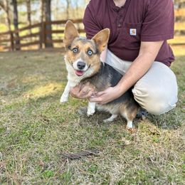 Fig - American Corgi