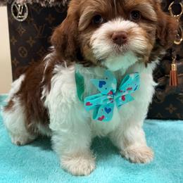 Shihpoo puppies from Jenny La Bone
