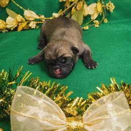 Apricot Girl (Pink toe) - Fawn female Pug puppy in Tulsa, Oklahoma from Locust Creek Pugs
