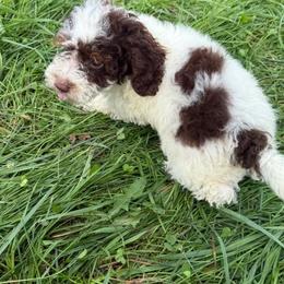 Benny - Brown and white male Cockapoo puppy in Moulton, Iowa from Shondel Puppy Paws