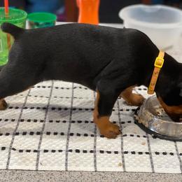 Doberman Pinscher Puppies from Jensen Dobermans