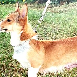 Sookie - Pembroke Welsh Corgi