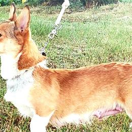 Sookie - Pembroke Welsh Corgi