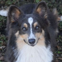 Boudreaux - Pembroke Welsh Corgi