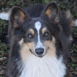 Boudreaux - Pembroke Welsh Corgi