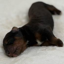 Cloves - Sable male Bernedoodle puppy in Clermont, Florida from Shadow Bernedoodles & Dog Training