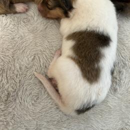 Lady - Sable female Collie puppy in Abilene, Texas from Regal Lassie's