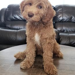 Goldendoodle Puppies from Penny Doodles