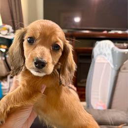 Blaze - Fawn (isabella) and cream male Dachshund puppy in Mansfield, Ohio from Ohio House of Frenchies and Mini Dachshunds