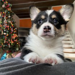 Mable - Black and tan female Pembroke Welsh Corgi puppy in New Richmond, Wisconsin from 10 Mile Creek Farms