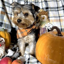 Bash - Yorkshire Terrier