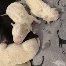 Girl 2 - Gold merle female Border Collie puppy in Lakeview, Michigan from Haven Creek Farm