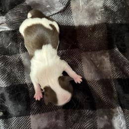 Boy 3 - Liver and white male Shih Tzu puppy in Springfield, Missouri from Lopez Family Tails