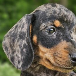 Dachshunds and Pomeranians from Bear Valley Puppies