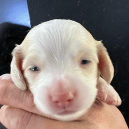 Pumpkin Girl 3 - Cream female Dachshund puppy in Bigfork, Minnesota from Dachshunds Up North