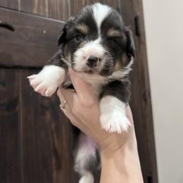 Green collar - Black and tan male American Corgi puppy in Flat Rock, Alabama from Fluffy Butt Acres