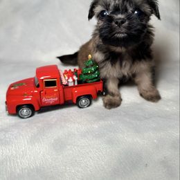 Dakota - Sable female Shih Tzu puppy in California from Fairy Tails Shih Tzus CA