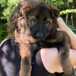 Suzanne - Sable female German Shepherd puppy in Winterport, Maine from Vom Stevens Old Fashioned German Shepherds