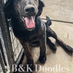 Jasmine - female Golden Mountain Doodle puppy in Benton, Arkansas from B&K Doodles, LLC