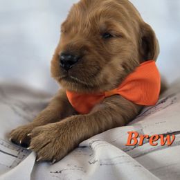 Orange - Dark golden male Golden Retriever puppy in Taft, Tennessee from McGraw's Fetching Pups