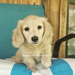 Jeremy 2125 - Red male Dachshund puppy in Ovett, Mississippi from Anytime Dachshunds by D.B.