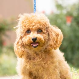 B - Poodle