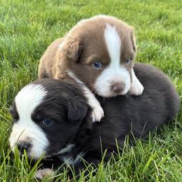 Maple - Red & white female Australian Shepherd puppy in Weston, Idaho from Cedarville Aussies