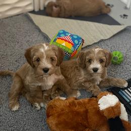 Australian Labradoodle Puppies from Desert Diamond Labradoodles
