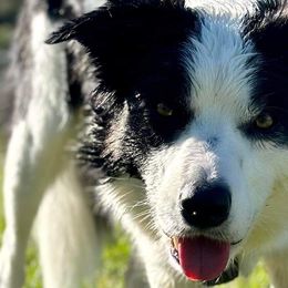 Border Collies from Pam's Dog Academy & Border Collies